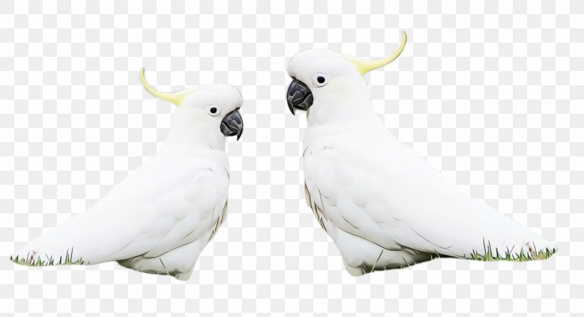 Bird Cockatoo Parrot White Sulphur-crested Cockatoo, PNG, 2712x1476px, Watercolor, Beak, Bird, Cockatoo, Paint Download Free