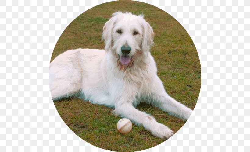 Golden Retriever Labradoodle Polish Tatra Sheepdog Slovak Cuvac Kuvasz, PNG, 500x500px, Golden Retriever, Akbash Dog, Breed, Breed Standard, Carnivoran Download Free