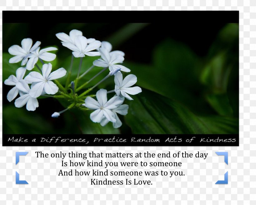 Kindness Desktop Wallpaper Medicine Love Wallpaper, PNG, 1519x1215px, Kindness, Back Garden, Flora, Flower, Flowering Plant Download Free