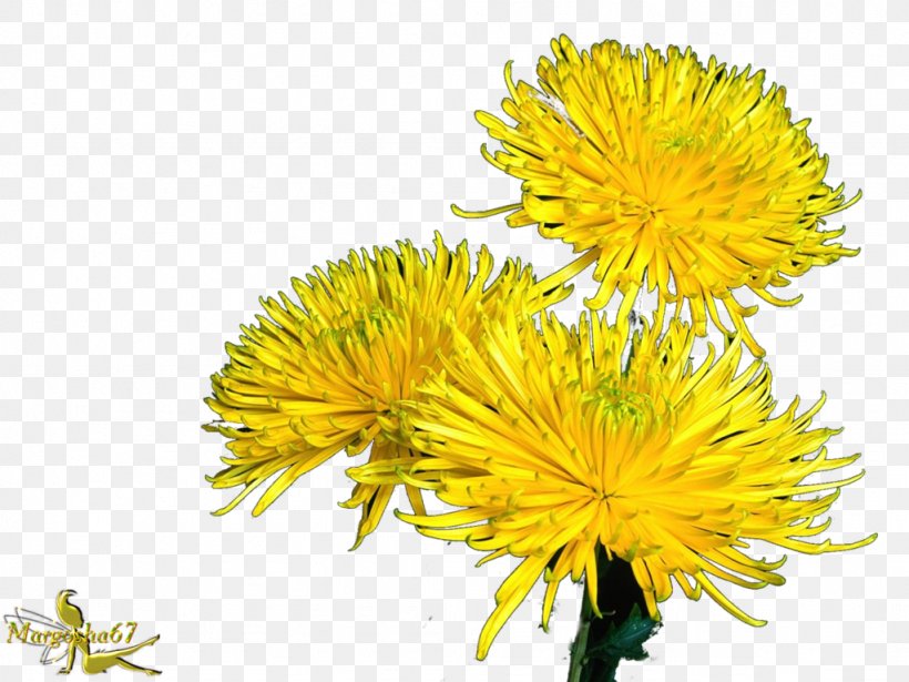 Safflower Chrysanthemum Dandelion Golden Samphire Cut Flowers, PNG, 1024x768px, Safflower, Aster, Chrysanthemum, Chrysanths, Cut Flowers Download Free