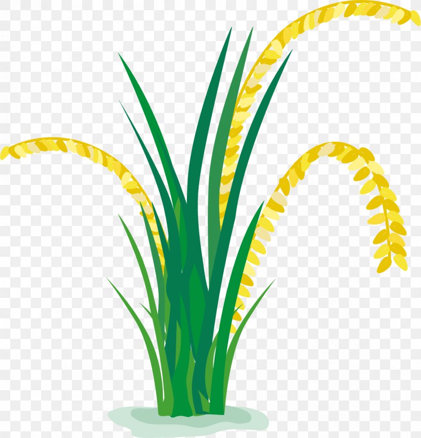 Rice Paddy Field Cartoon, PNG, 1187x1236px, Rice, Animation, Cartoon,  Cartoon Network, Cereal Download Free