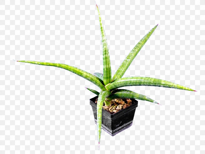 Sansevieria Perrotii Kitonga Sansevieria Fischeri Embryophyta, PNG, 1024x768px, Sansevieria, Agave, Aloe, Austria, Bezeichnung Download Free