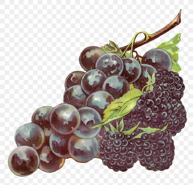 Zante Currant Grapevines Fruit Clip Art, PNG, 1600x1539px, Zante Currant, Berry, Blackberry, Food, Fruit Download Free