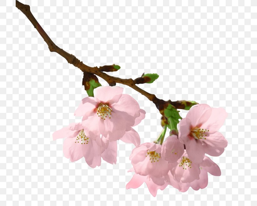 Branch Paper Tree Clip Art, PNG, 720x657px, Branch, Blossom, Bud, Cherry Blossom, Digital Image Download Free