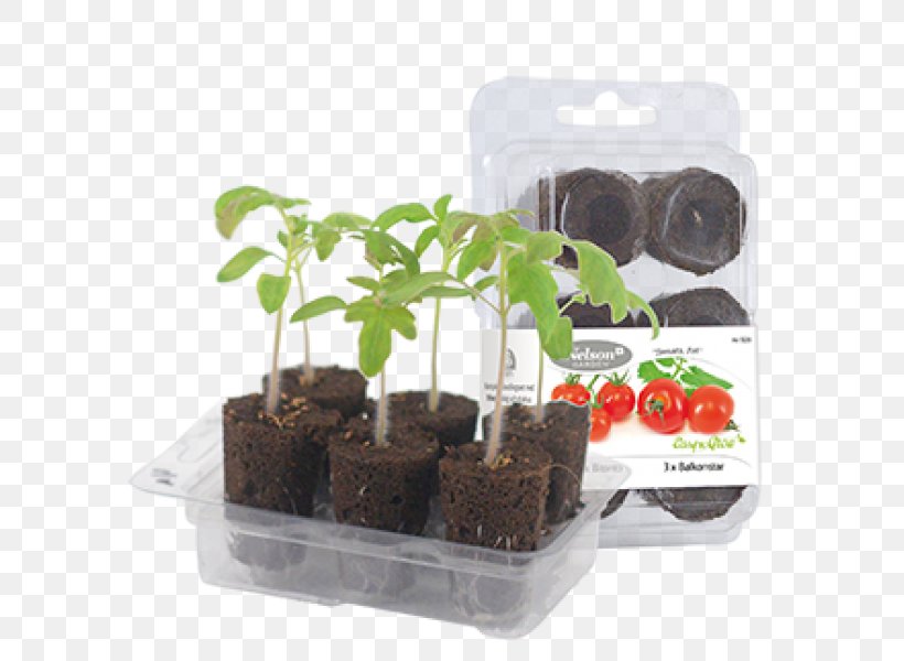 Flowerpot Seed Cultivar Herb Kitchen Garden, PNG, 600x600px, Flowerpot, Basil, Bedding, Cultivar, Flower Download Free