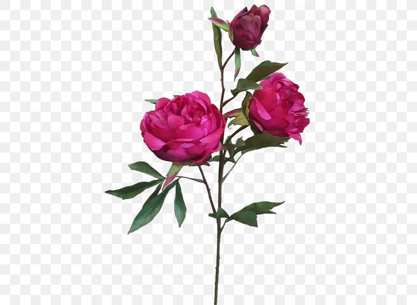 Garden Roses Cabbage Rose Floribunda Cut Flowers, PNG, 800x600px, Garden Roses, Artificial Flower, Beach Rose, Bud, Cabbage Rose Download Free