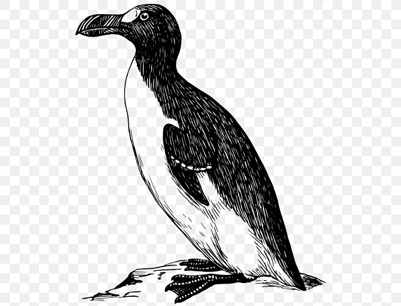 Great Auk Clip Art, PNG, 512x627px, Great Auk, Auk, Beak, Bird, Black And White Download Free