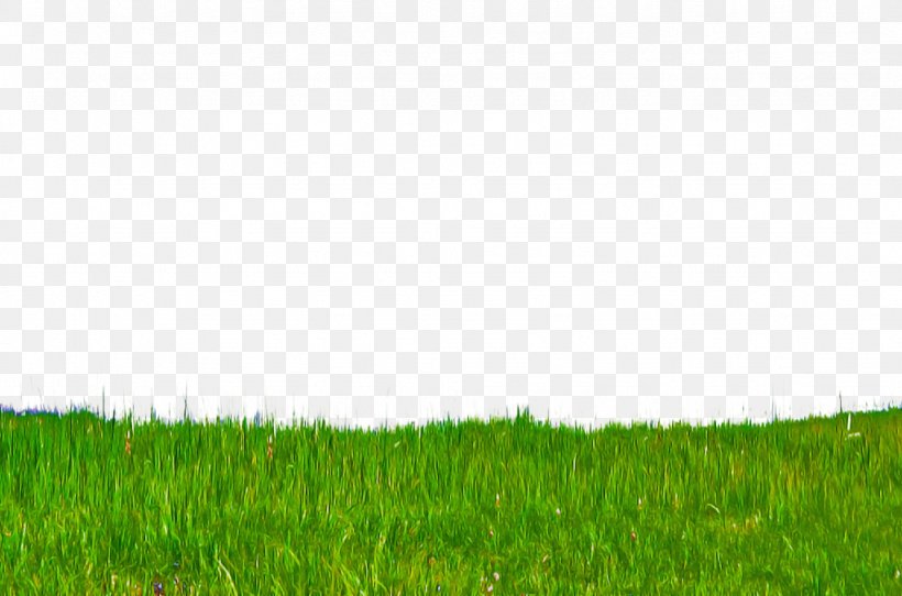 Green Grassland Grass Nature Lawn, PNG, 1024x678px, Green, Field, Grass, Grassland, Lawn Download Free