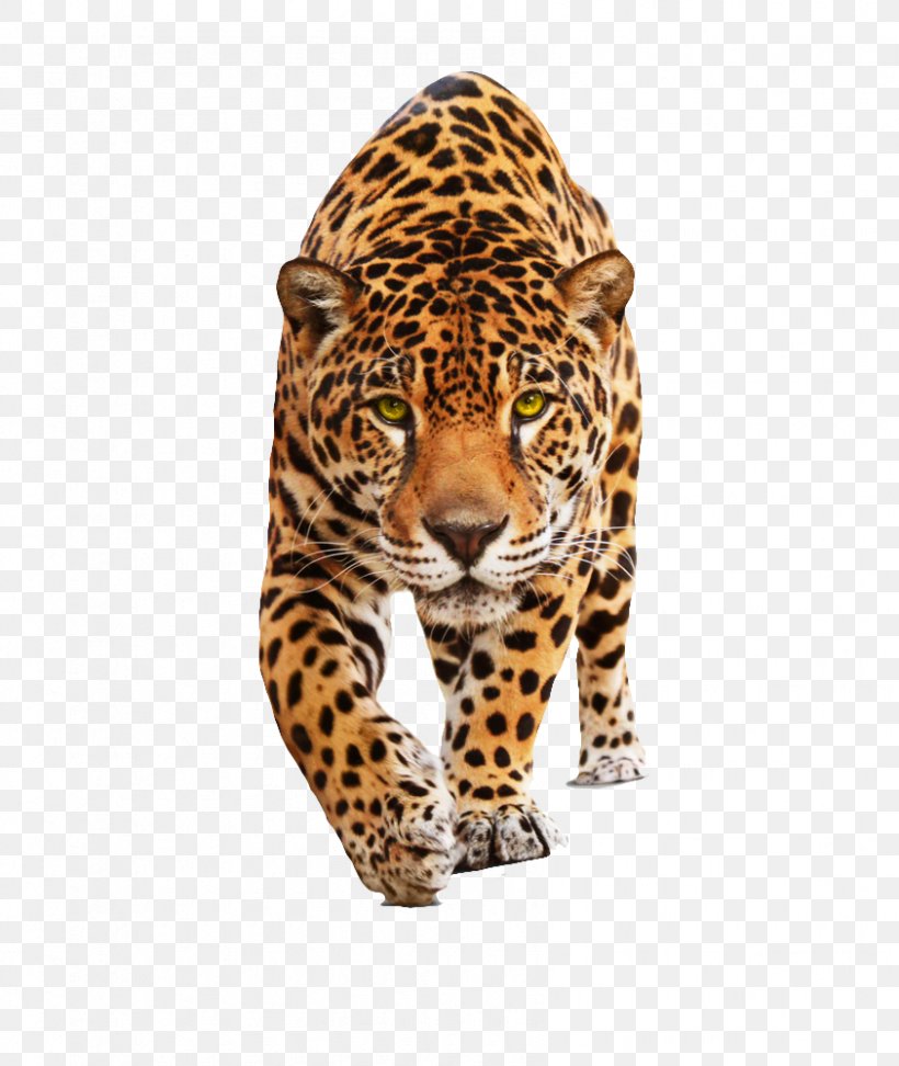 Jaguar Leopard Felidae Wildcat Black Panther, PNG, 843x1000px, Jaguar, Animal, Big Cat, Big Cats, Black Panther Download Free
