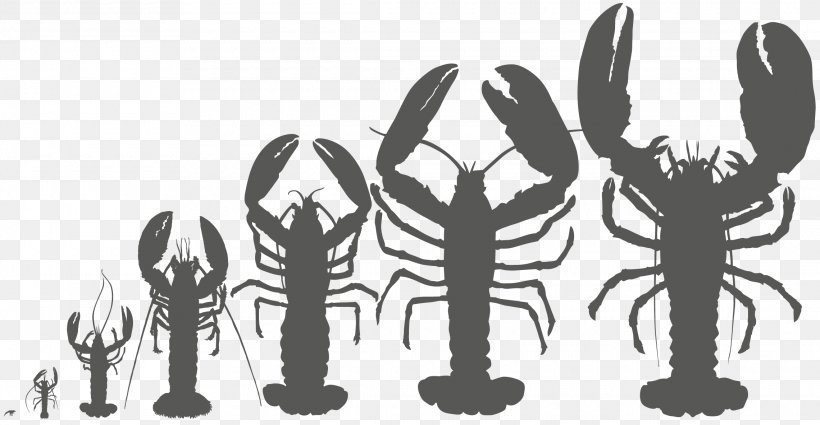 Mammal Finger Lobster Line Art, PNG, 2280x1184px, Mammal, Arm, Art, Black And White, Claw Download Free
