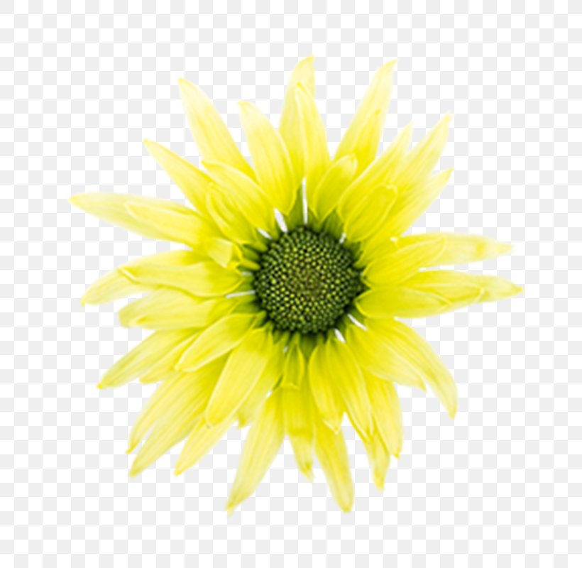 Sunflower M Close-up, PNG, 800x800px, Sunflower M, Annual Plant, Closeup, Daisy Family, Flower Download Free