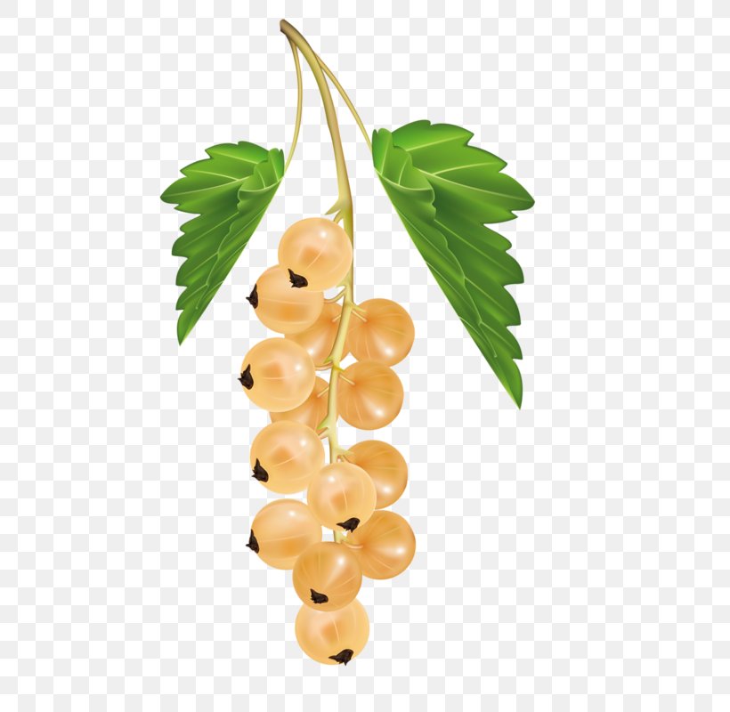 White Currant Blackcurrant Berry Redcurrant Zante Currant, PNG, 520x800px, White Currant, Apple, Berry, Blackberry, Blackcurrant Download Free