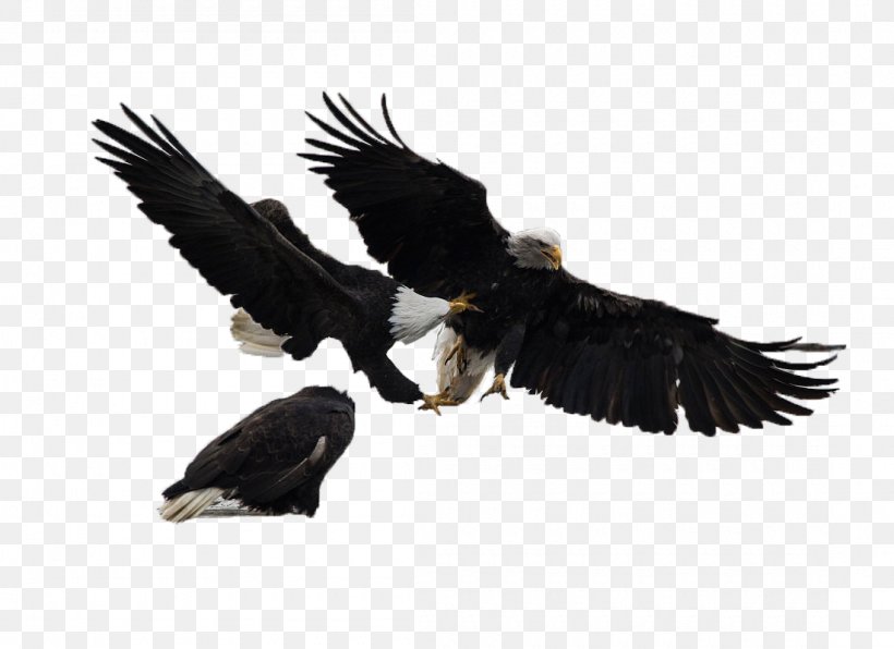 Bald Eagle White-tailed Eagle Bird, PNG, 1100x800px, Bald Eagle, Accipitriformes, Beak, Bird, Bird Of Prey Download Free