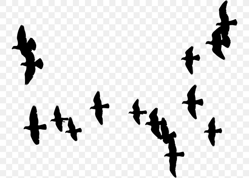 Columbidae Bird Flight Flock, PNG, 744x586px, Columbidae, Bird, Black And White, Doves As Symbols, Flight Download Free