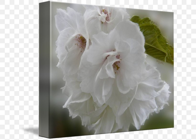 Mallows Cherry Blossom Greeting & Note Cards Family, PNG, 650x584px, Mallows, Blossom, Cherry Blossom, Family, Flower Download Free