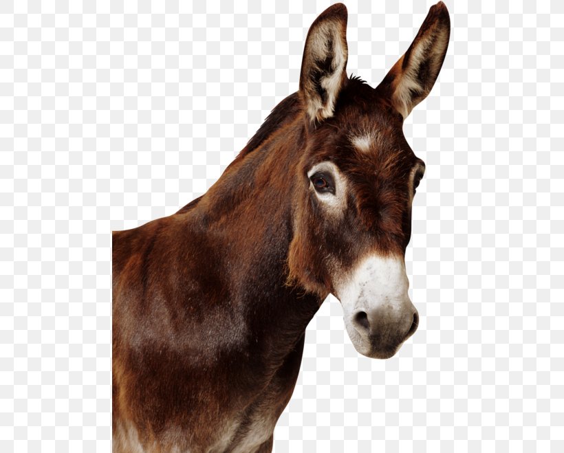 Mule Donkey Horse Stallion Mare, PNG, 494x659px, Mule, Aasi, Animal, Bridle, Donkey Download Free