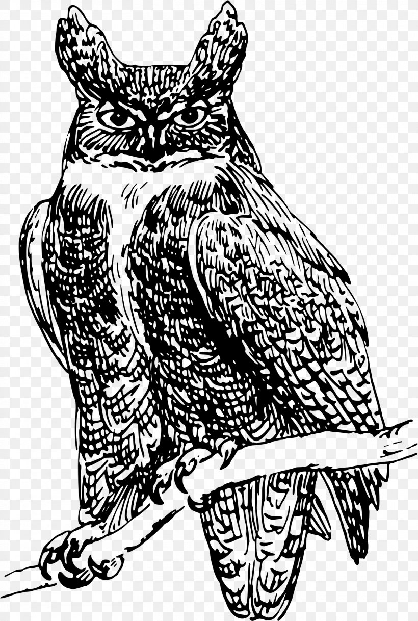 Owl United States Clip Art, PNG, 1615x2400px, Owl, Art, Artwork, Beak, Bird Download Free