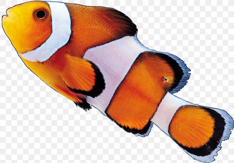 Clownfish, PNG, 1767x1230px, Fish, Beak, Clownfish, Designer, Orange Download Free