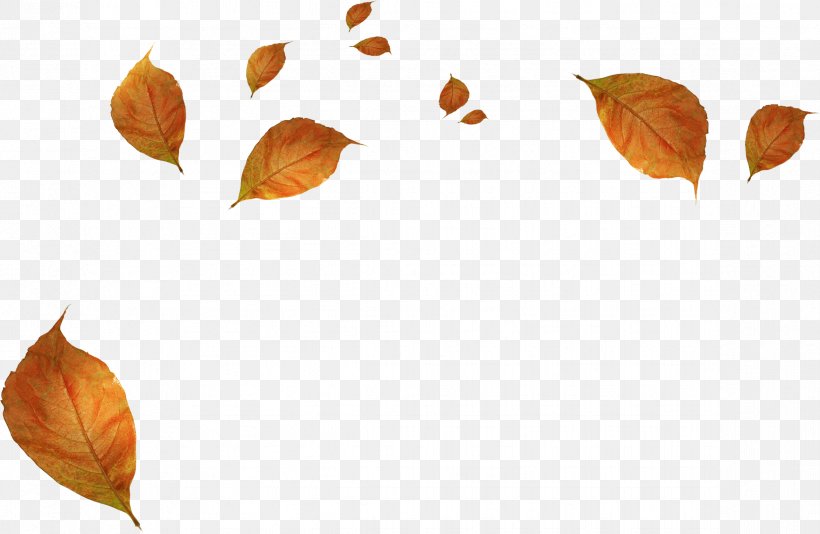 Leaf Autumn, PNG, 2342x1526px, Autumn, Autumn Leaf Color, Deciduous, Leaf, Orange Download Free