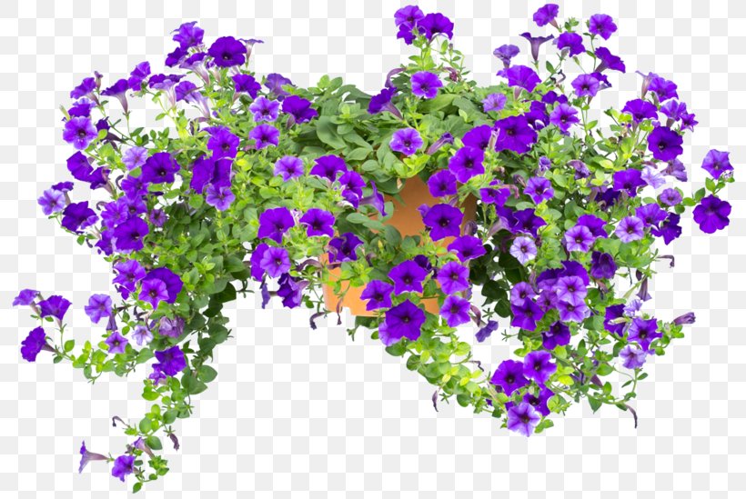 Petunia Floral Design Annual Plant Violet, PNG, 800x549px, Petunia, Annual Plant, Family, Flora, Floral Design Download Free