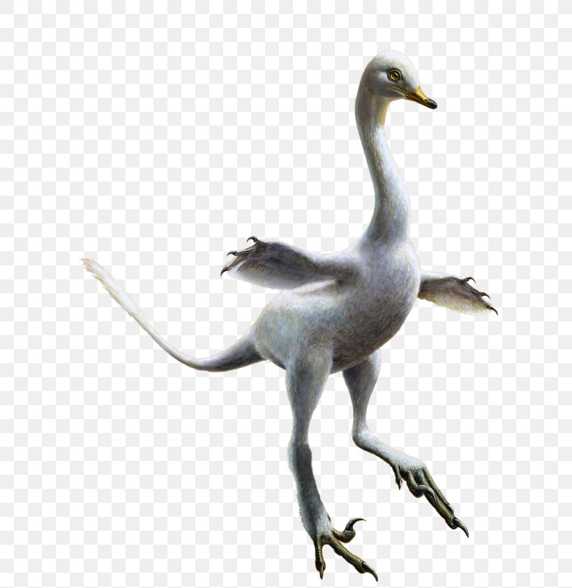 Velociraptor Cygnini Halszkaraptor Dinosaur Reptile, PNG, 640x842px, Velociraptor, Artist, Beak, Bird, Crane Like Bird Download Free