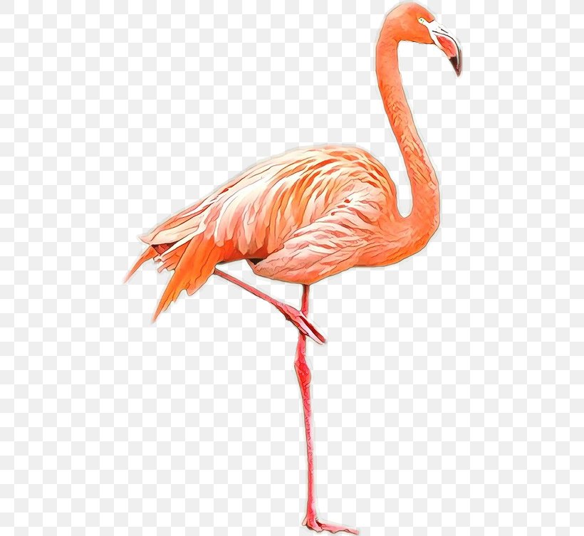 Bird American Flamingo Greater Flamingo Plastic Flamingo, PNG, 480x753px, Bird, American Flamingo, Beak, Bird Feeders, Cardinal Download Free