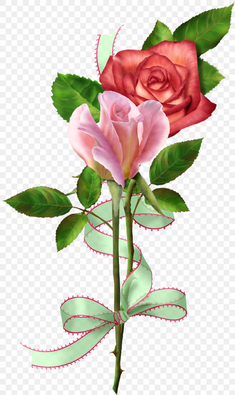 Garden Roses Cabbage Rose Floribunda Cut Flowers Floral Design, PNG, 953x1600px, Garden Roses, Bud, Cabbage Rose, China Rose, Cut Flowers Download Free