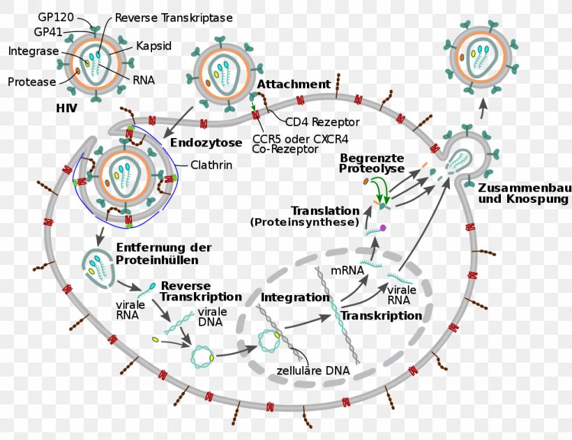 Management Of HIV/AIDS Virus Viral Life Cycle, PNG, 997x768px, Management Of Hivaids, Aids, Area, Diagram, Env Download Free