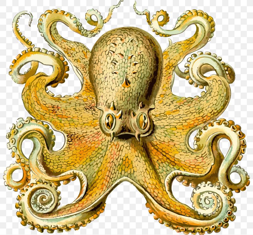 Other Minds: The Octopus And The Evolution Of Intelligent Life The Origin Of Consciousness In The Breakdown Of The Bicameral Mind Sea Cephalopod, PNG, 800x761px, Octopus, Book, Brain, Cephalopod, Cuttlefish Download Free