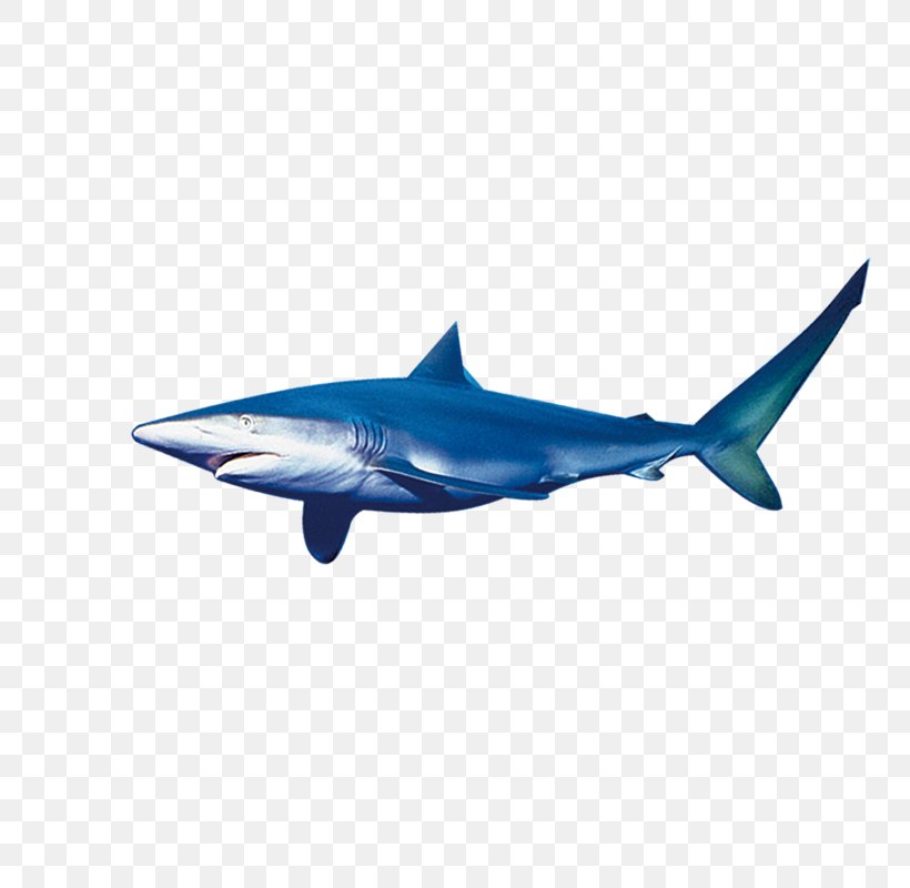 Requiem Shark Marine Biology Download, PNG, 800x800px, Shark, Blue, Cartilaginous Fish, Dolphin, Electric Blue Download Free