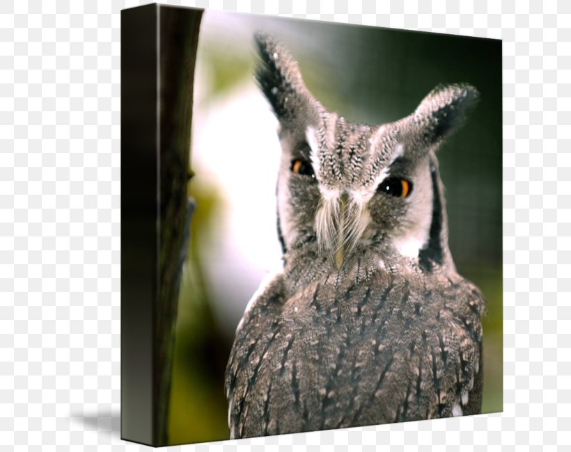 Southern White-faced Owl Northern White-faced Owl Bird Eastern Screech Owl Tawny Owl, PNG, 641x650px, Southern Whitefaced Owl, Barn Owl, Beak, Bird, Bird Of Prey Download Free