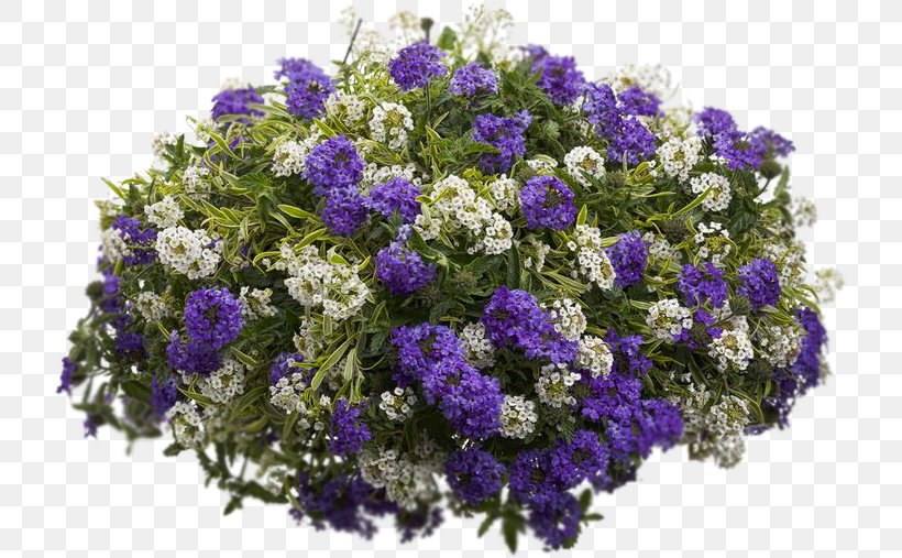 Sweet Alyssum Container Garden Flowerpot, PNG, 724x507px, Sweet Alyssum, Annual Plant, Bellflower Family, Blue, Container Download Free