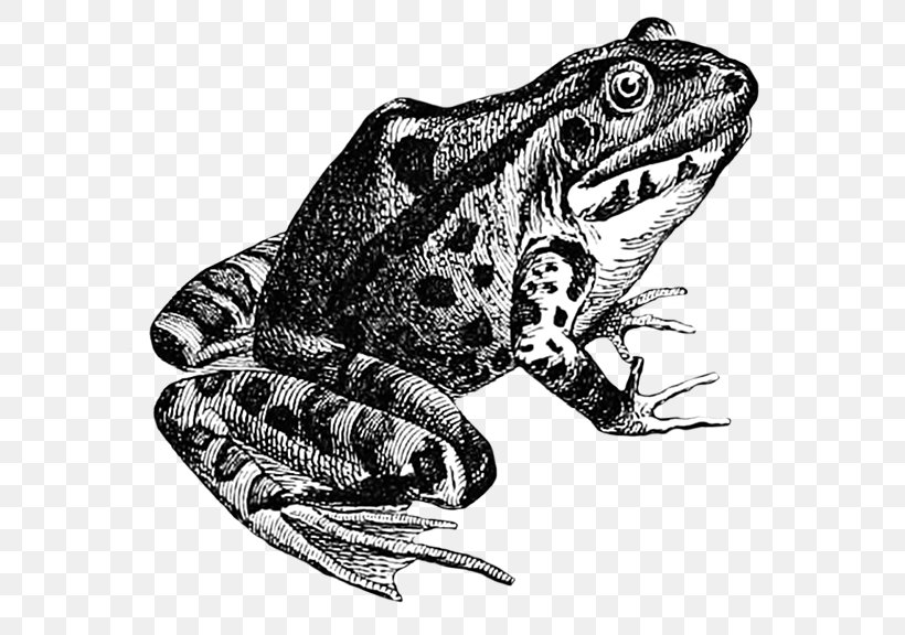 True Frog Toad Drawing Amphibian, PNG, 591x576px, Frog, Amphibian, Animal, Art, Black And White Download Free