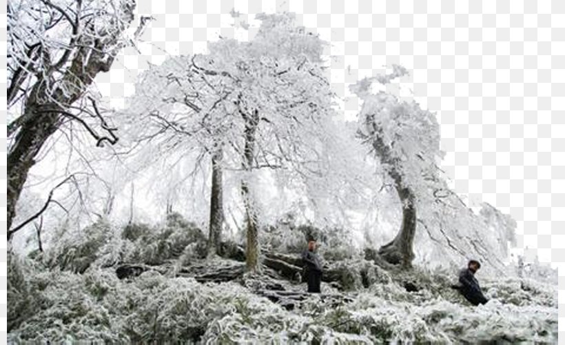 Daxueshanzhen Branch Maolin District Winter, PNG, 800x500px, Branch, Black And White, Christmas Tree, Cold, Daxue Download Free