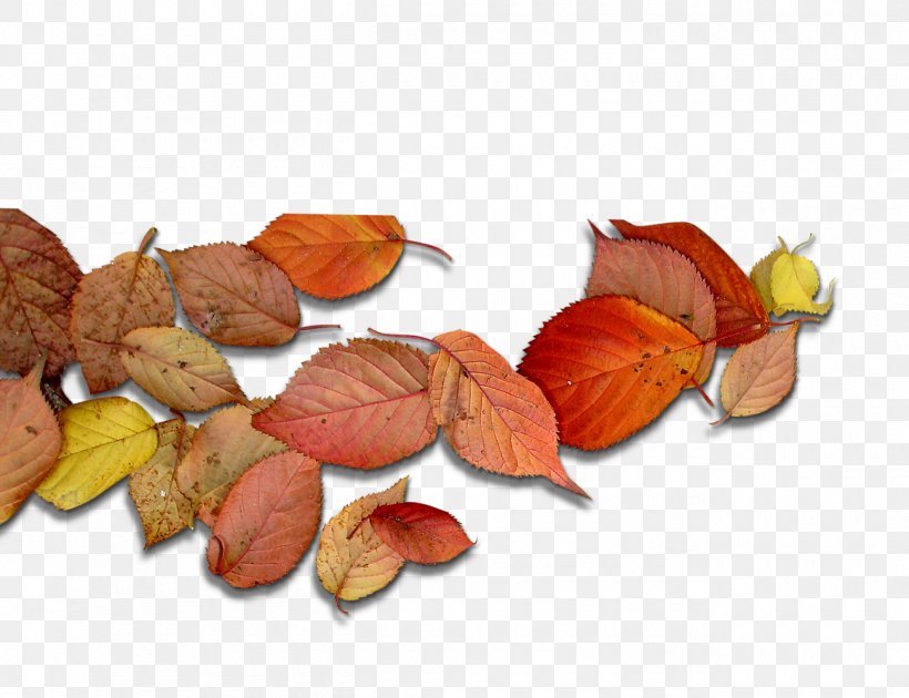 Deciduous Leaf Autumn Leaves, PNG, 1300x1000px, Autumn, Autumn Leaves, Deciduous, Food, Fruit Download Free