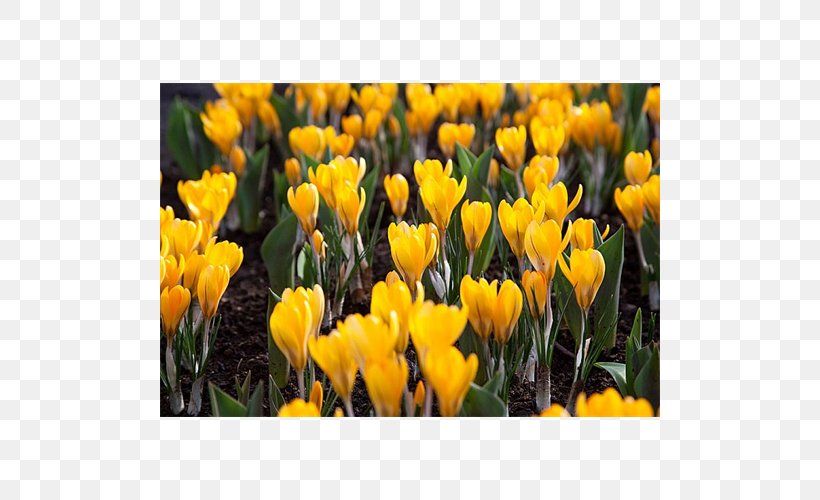 Flowering Plant Tulip Petal, PNG, 500x500px, Flowering Plant, Crocus, Flower, Petal, Plant Download Free