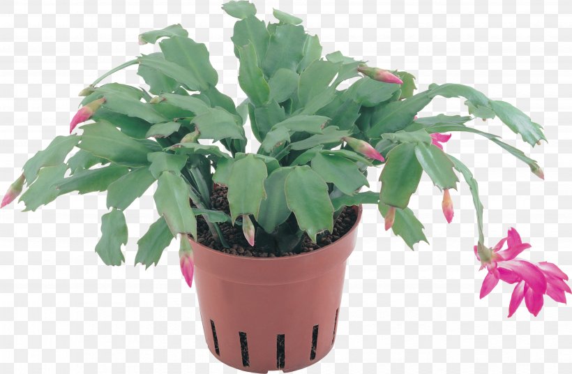 Plant Flowerpot Clip Art, PNG, 3871x2535px, Plant, Cactus, Color, Flower, Flowerpot Download Free