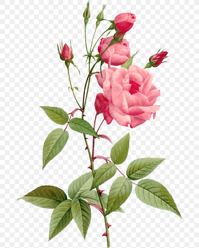 Poesia Completa (1940-2004) Desktop Wallpaper Digital Image Clip Art, PNG, 683x1024px, Digital Image, Branch, Bud, China Rose, Cut Flowers Download Free