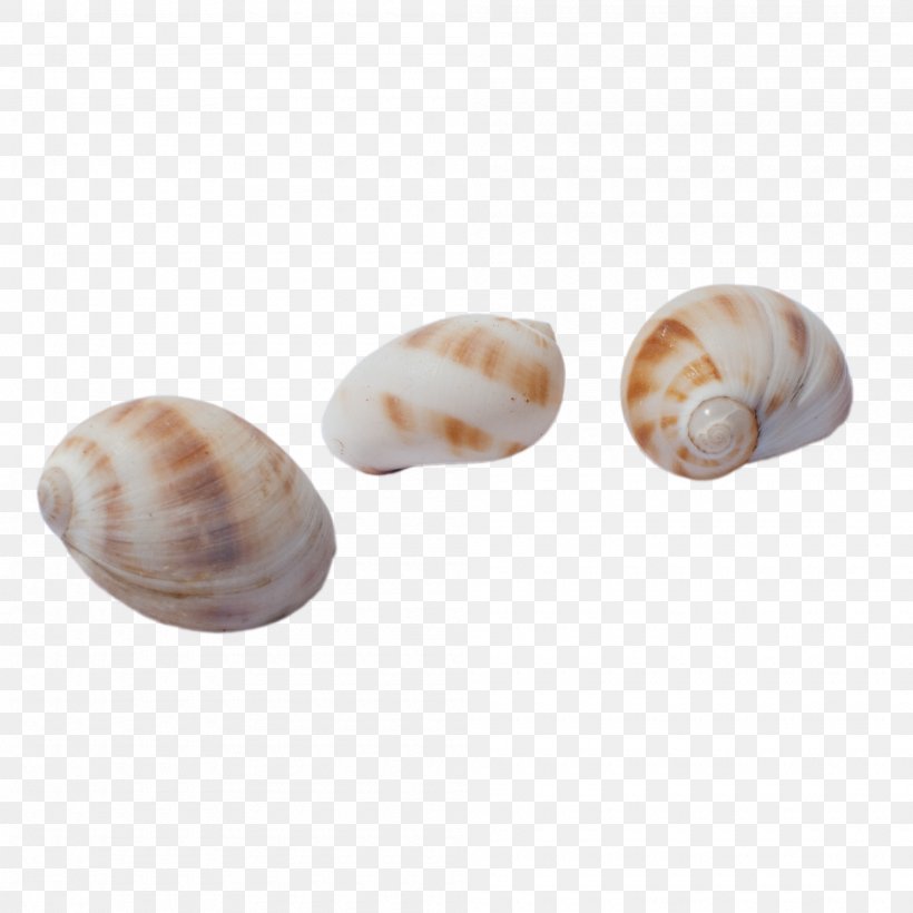 Sea Snail Brown Seashell, PNG, 2000x2000px, Sea Snail, Baltic Clam, Brown, Cockle, Conch Download Free