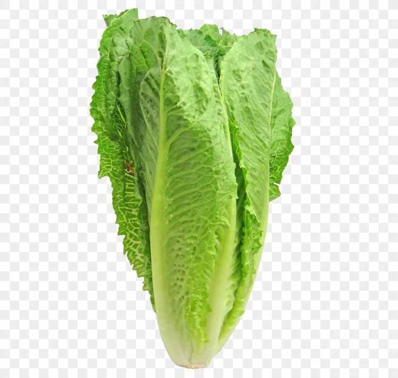 Canada Caesar Salad Iceberg Lettuce Romaine Lettuce Organic Food, PNG, 1280x1219px, Canada, Cabbage, Caesar Salad, Chard, Collard Greens Download Free