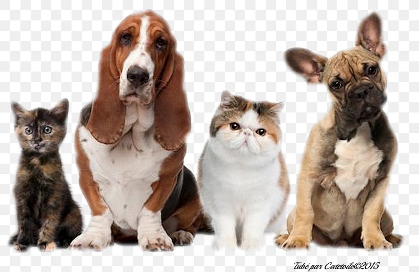 Cat Domestic Animal Dog Domestic Rabbit, PNG, 800x532px, Cat, Animal, Breed, Carnivore, Cat Like Mammal Download Free