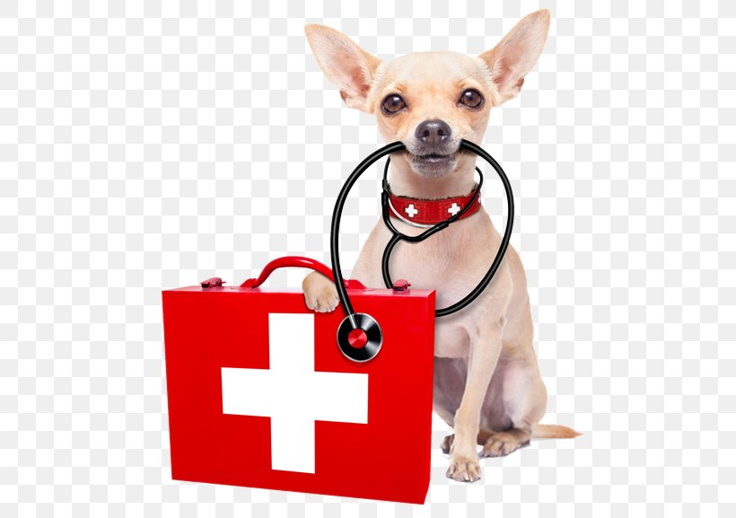 Dog Pet Sitting Cat Pet First Aid & Emergency Kits, PNG, 500x577px, Dog, Animal Nutrition, Cardiopulmonary Resuscitation, Carnivoran, Cat Download Free