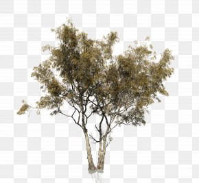 Eucalyptus - Eucalyptus Camaldulensis Tree Woody Plant Trunk PNG