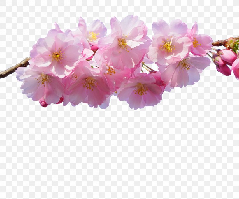 Get Wallpaper Japanese cherry blossom flower png For iPhone