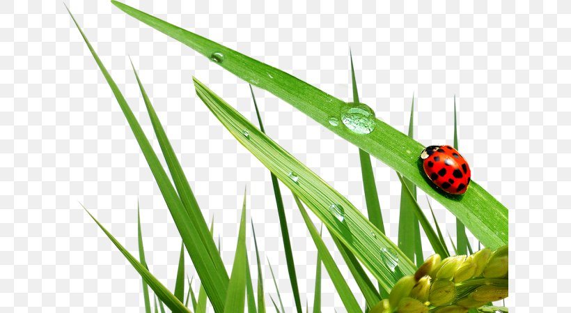 Ladybird, PNG, 640x449px, Ladybird, Coccinella Septempunctata, Digital Image, Grass, Grass Family Download Free