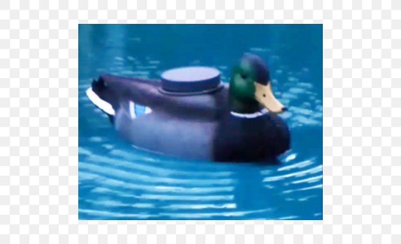 Mallard Duck Water Beak Leisure, PNG, 500x500px, Mallard, Aqua, Beak, Bird, Duck Download Free
