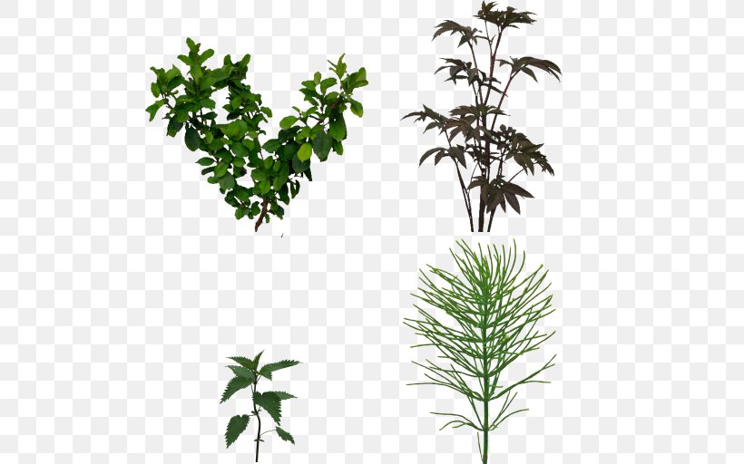 Twig Plant Stem Shrub Leaf Herb, PNG, 512x512px, Twig, Branch, Evergreen, Flowerpot, Grass Download Free