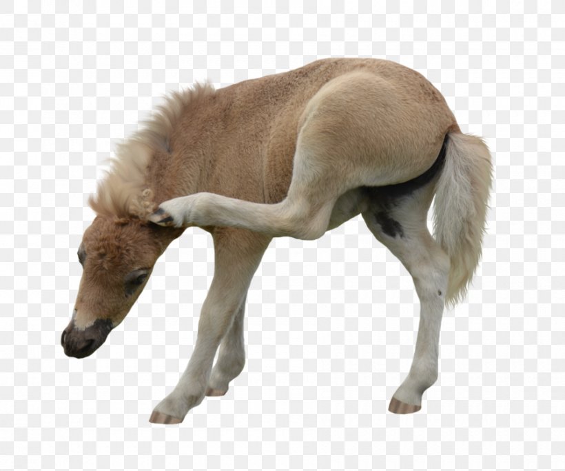 American Miniature Horse Pony Foal Mustang Stallion, PNG, 900x750px, American Miniature Horse, Colt, Deviantart, Foal, Fur Download Free