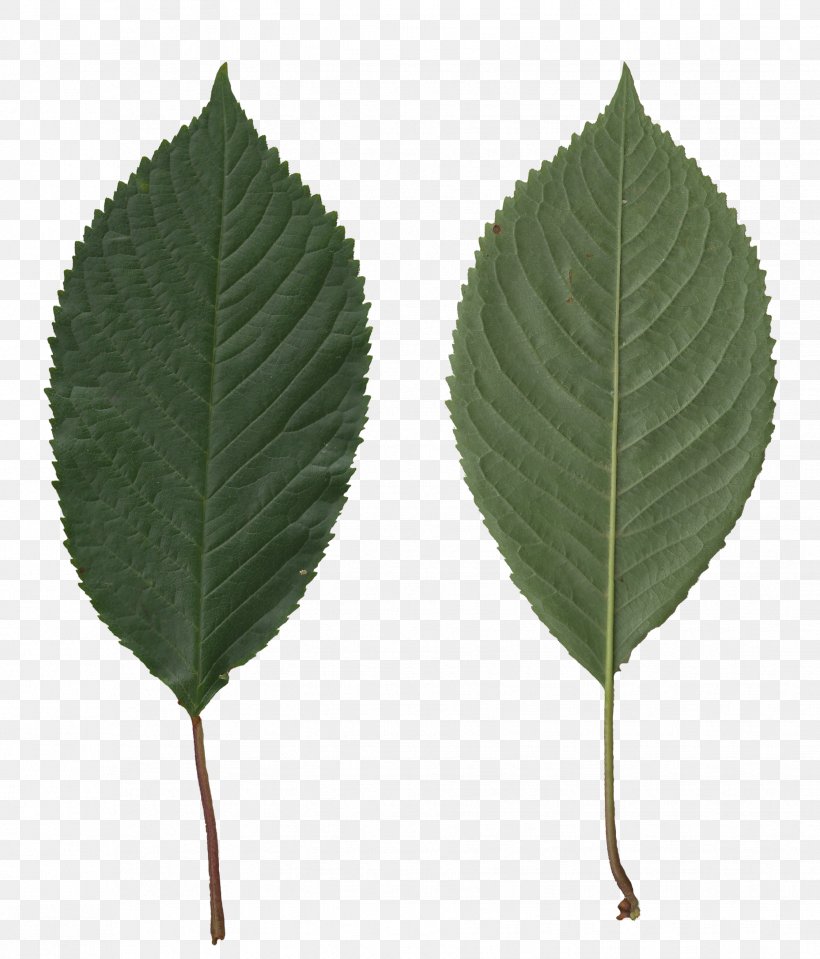 Leaf Sweet Cherry Creative Commons License Tree, PNG, 1857x2174px, Leaf, Creative Commons, Creative Commons License, Image Scanner, Led Display Download Free