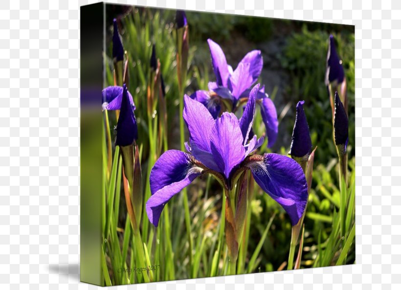 Northern Blue Flag Wildflower Irises, PNG, 650x593px, Northern Blue Flag, Flora, Flower, Flowering Plant, Grass Download Free